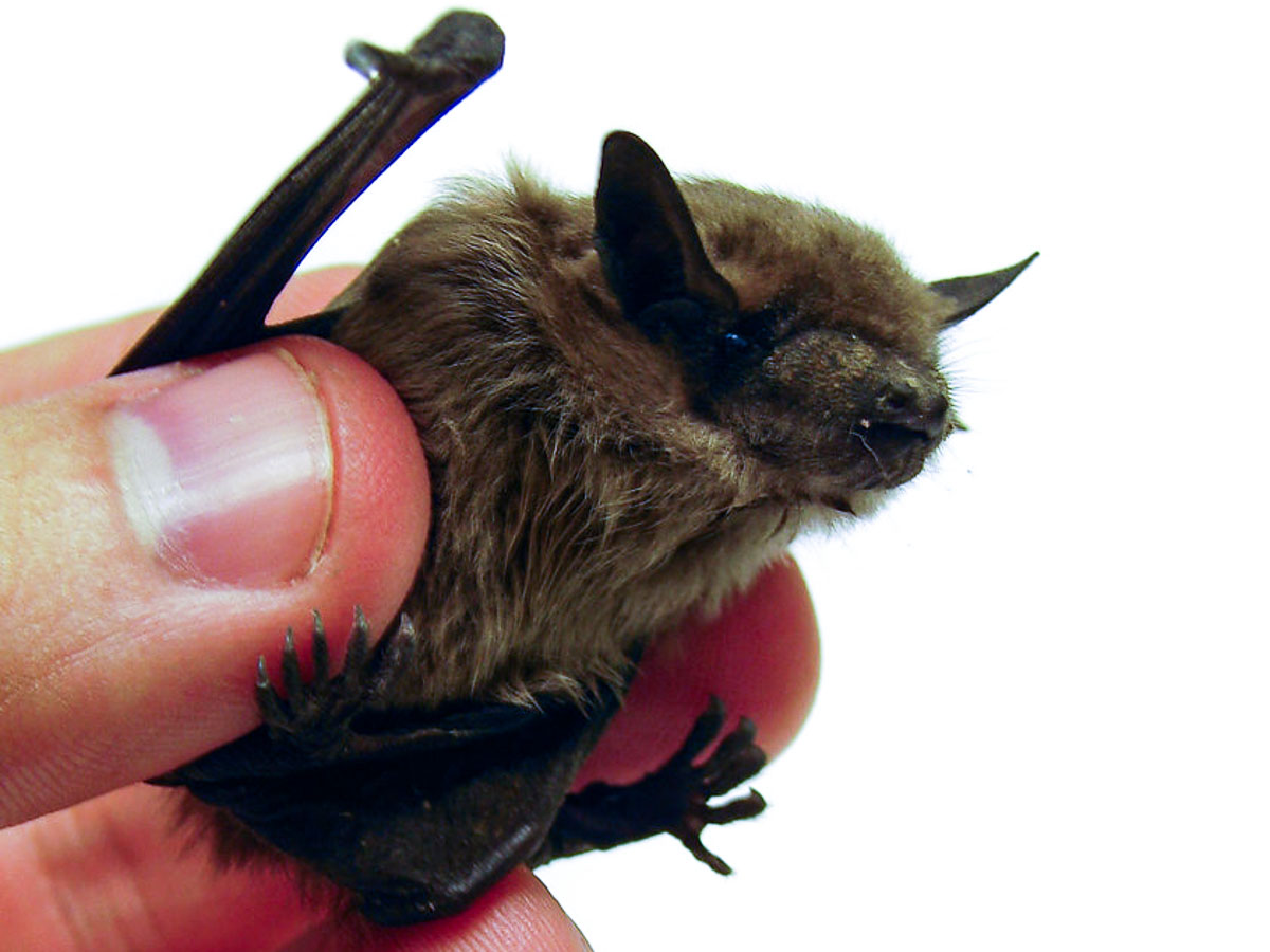 Bumblebee Bat Thailandia Il pipistrello più piccolo del mondo - Fatti sul mondo