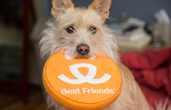 Cane di tipo terrier che tiene in bocca un disco con il logo Best Friends Frisbee