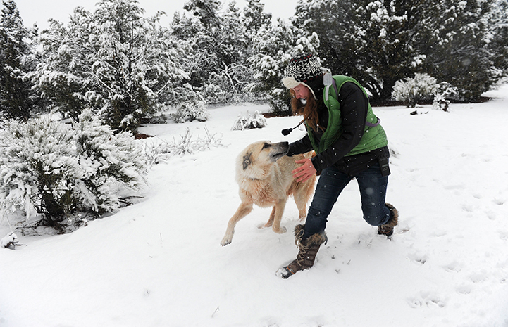 Donna con un grande cane di tipo pirenei che corre insieme nella neve