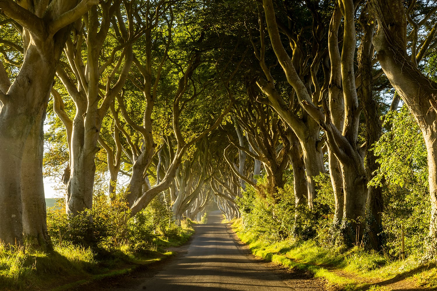 Una strada attraversa il tunnel degli alberi di Dark Hedges all'alba in Irlanda del Nord, Regno Unito