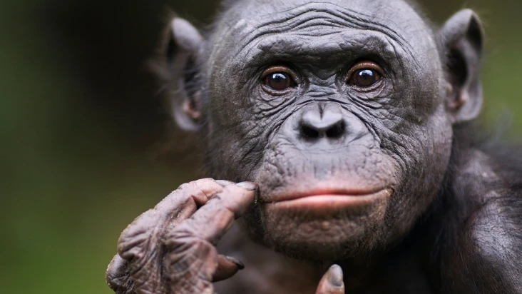 10-fatti-meno-noti-sullintelligenza-animale.jpg