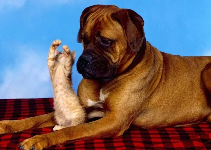 i-migliori-video-di-compilation-su-youtube-di-cani-e-gatti-top-15.jpg