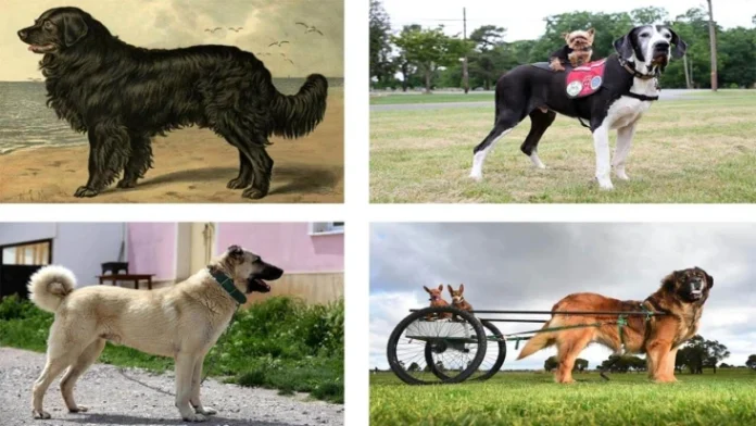 Etichette Identificative Circolari Per Cane In Acciaio Inox, Incisione Profonda, Personalizzabili, RSG Lasers UK
